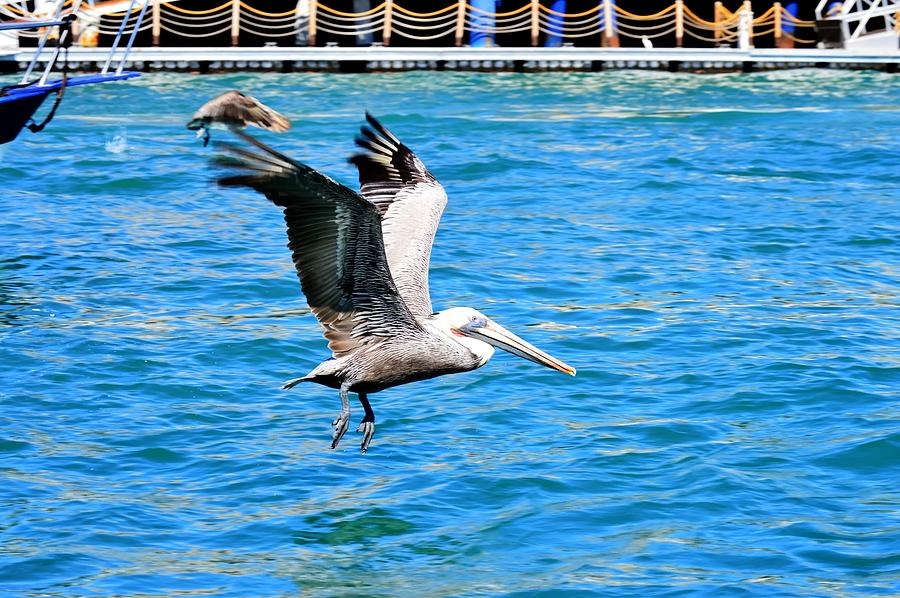 Pelican in Cabo San Lucas Photograph by Paul James Bannerman