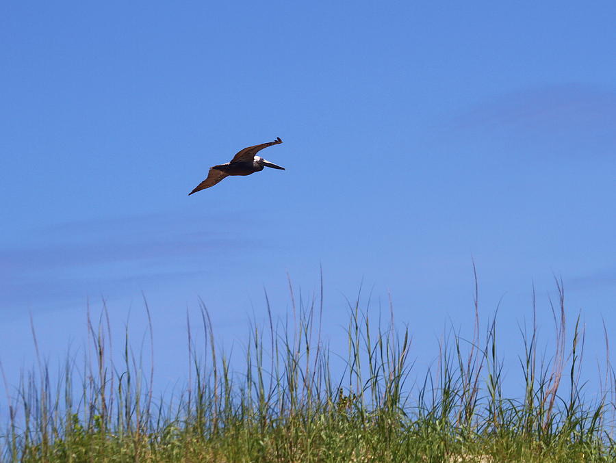 Pelican Photograph - Pelican in Flight 10 by Cathy Lindsey