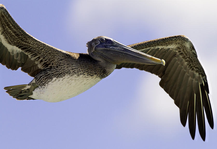 Animal Photograph - Pelican in flight 2 by Mr Bennett Kent