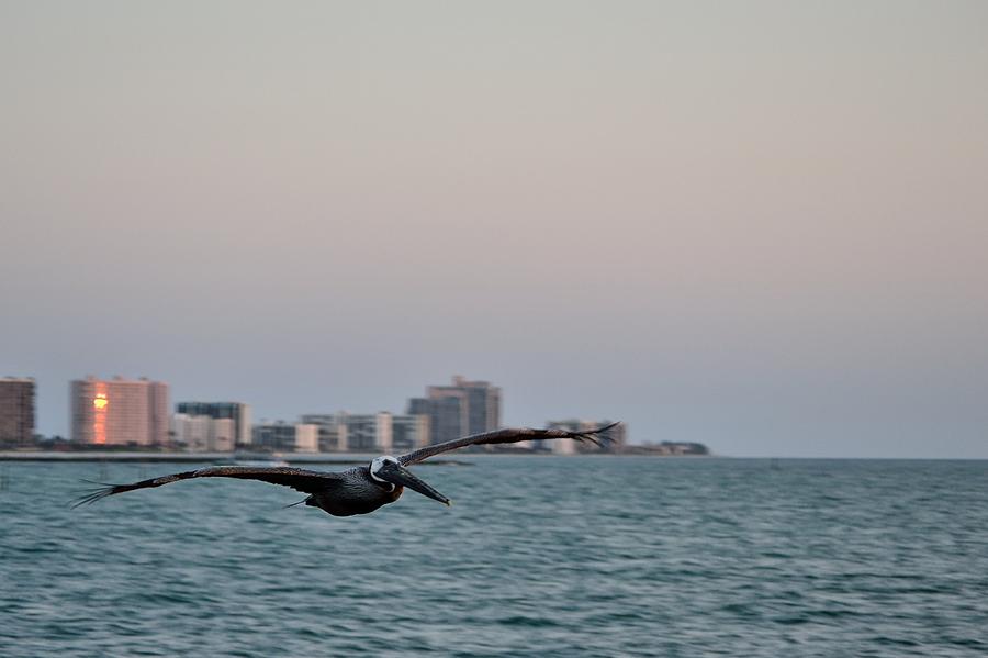 Pelican in Flight 3 Photograph by Richard Zentner