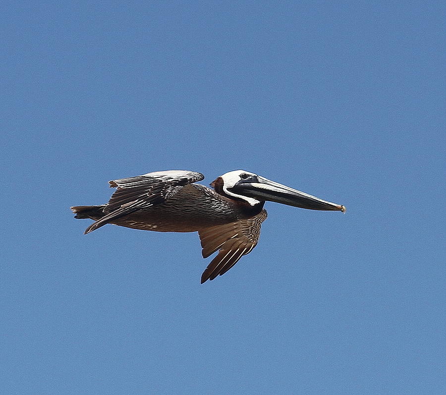 Pelican Photograph - Pelican in Flight 8 by Cathy Lindsey
