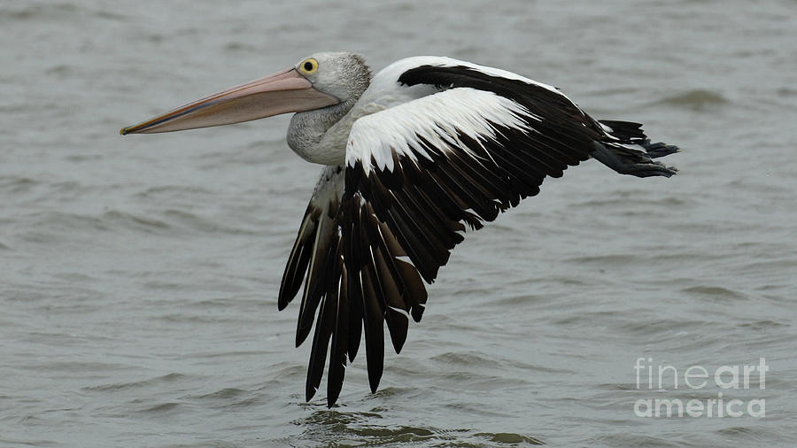 Pelican In Flight Photograph by Bob Christopher