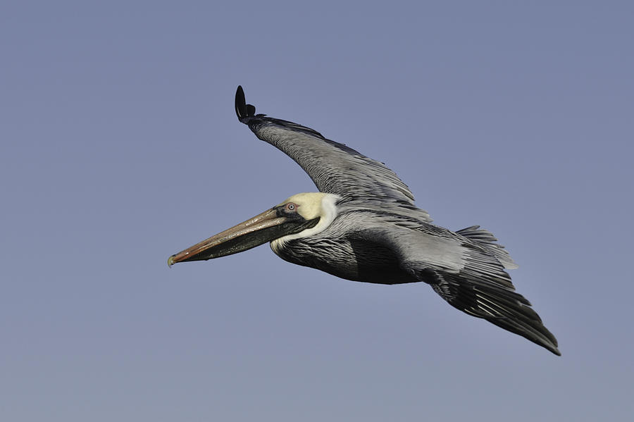 Pelican in Flight Photograph by Bradford Martin