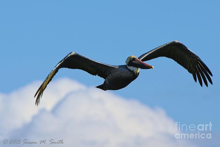 Pelican Photograph - Pelican in Flight I by Susan Smith