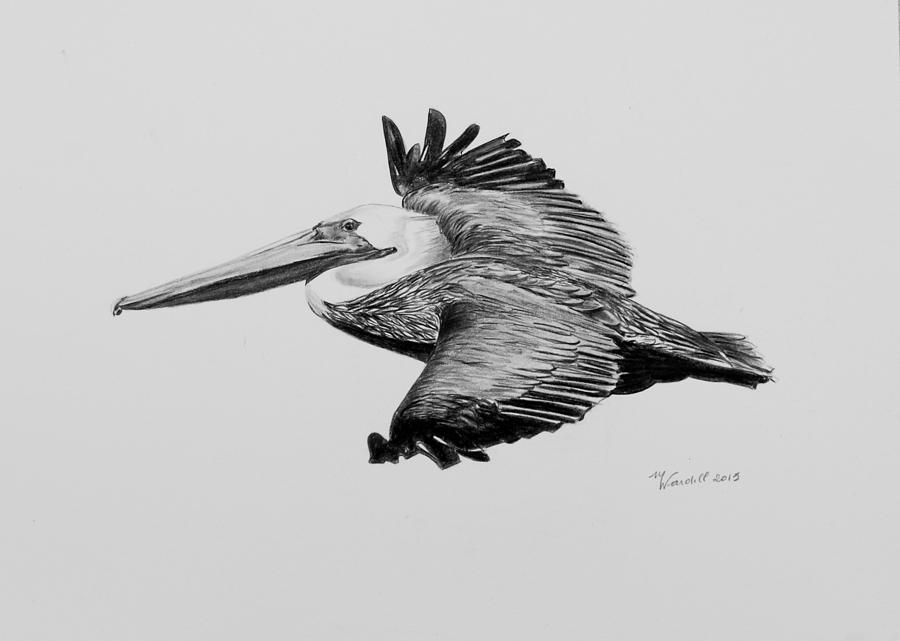 Pelican in Flight Drawing by Martine Wardill
