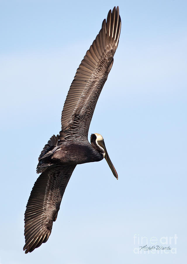Pelican Photograph - Pelican in Flight by Michelle Constantine