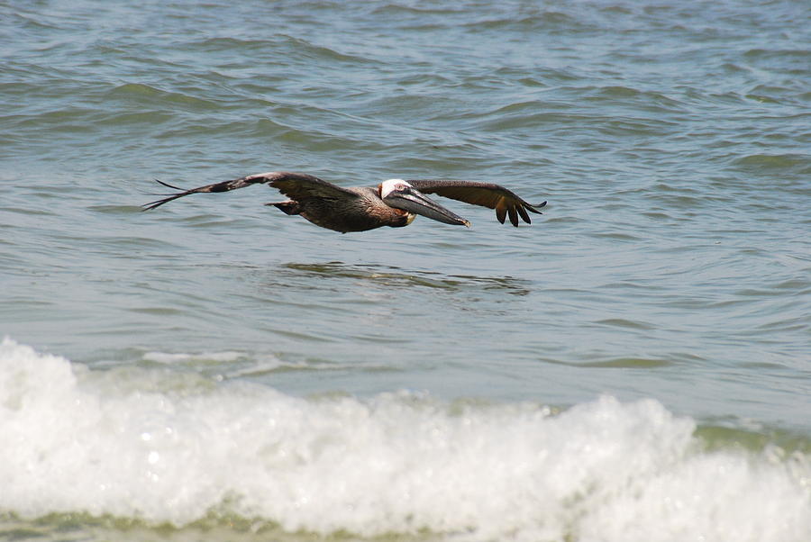 PELICAN IN FLIGHT No.2 Photograph by Janice Adomeit
