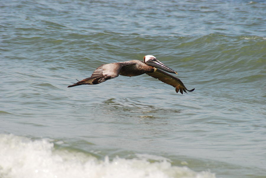 PELICAN IN FLIGHT No.3 Photograph by Janice Adomeit
