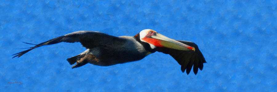 Pelican in Flight panoramic Digital Art by Ernest Echols