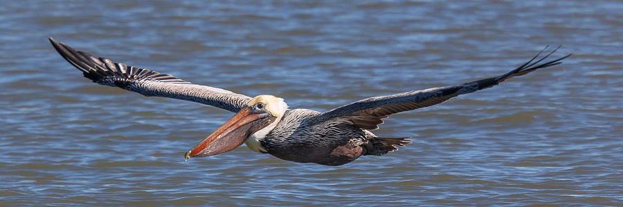 Pelican in Flight Photograph by Patricia Schaefer