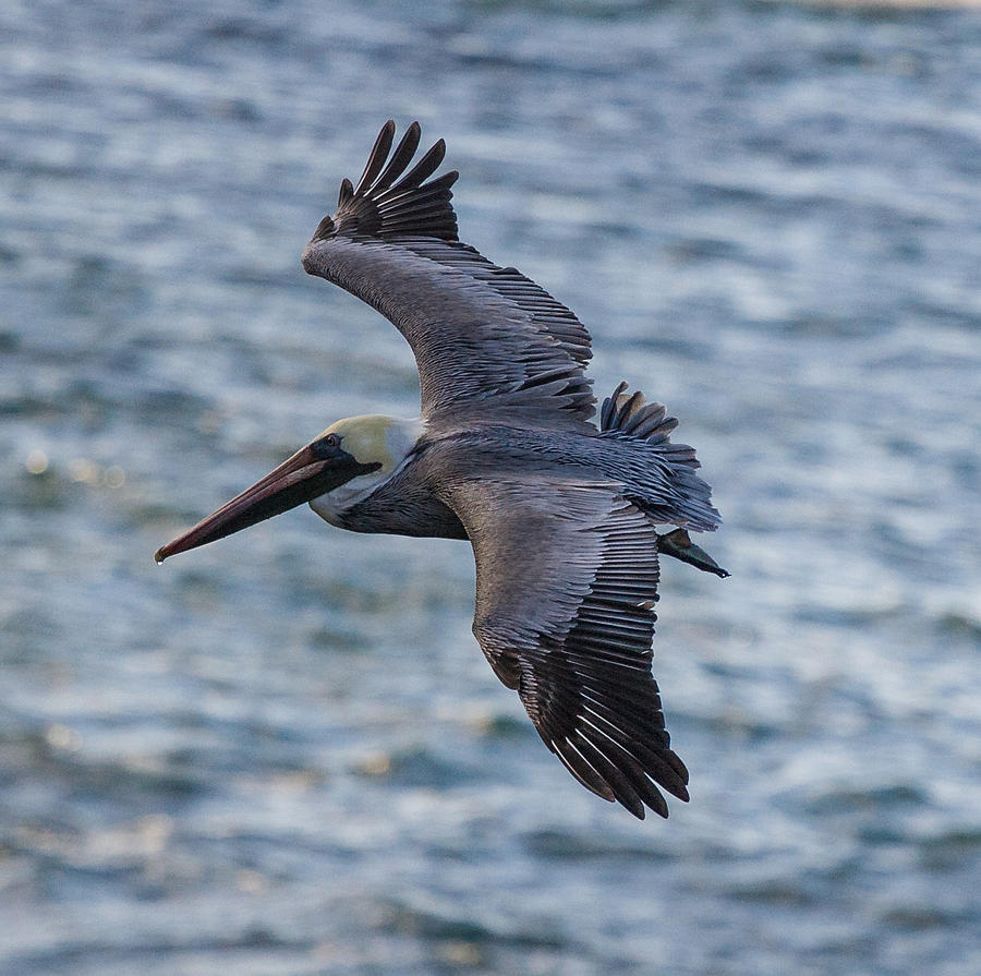 Pelican in flight Photograph by Sonny Marcyan