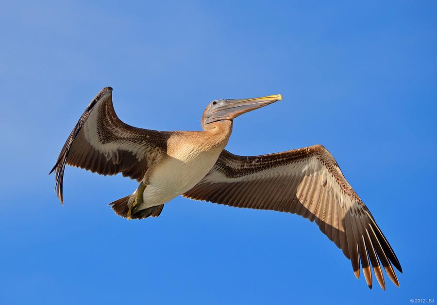 Pelican Photograph - Pelican in Flight with Shadows by Jeff at JSJ Photography