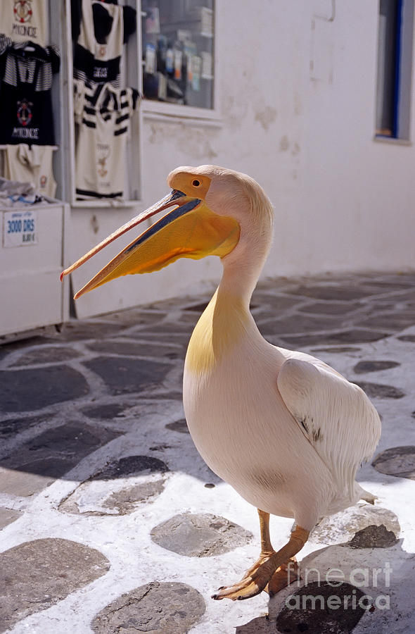 Pelican in Mykonos town Photograph by George Atsametakis