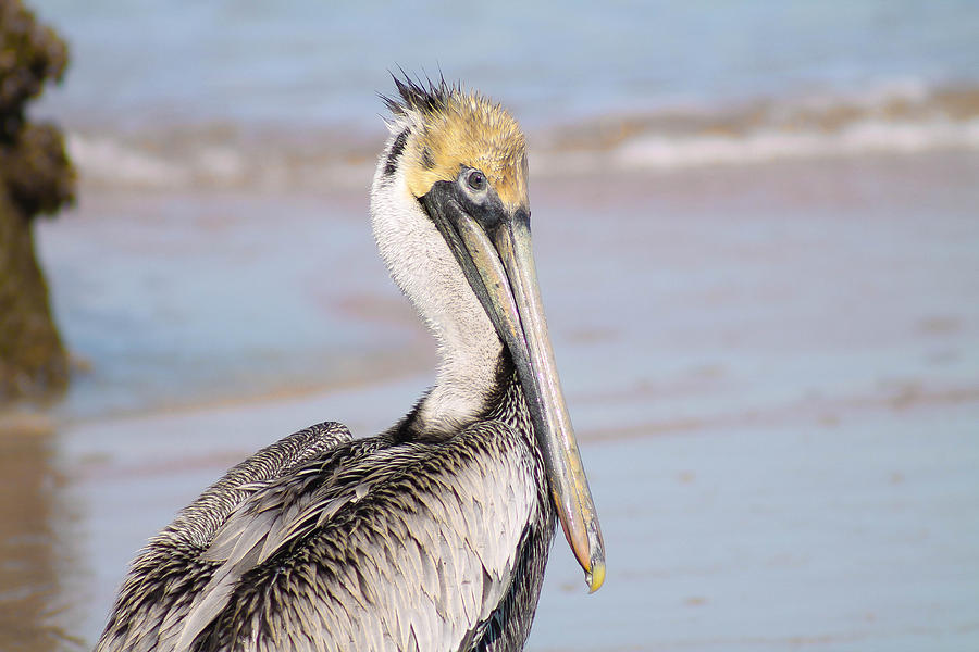 Pelican in need Photograph by Jessica Brown