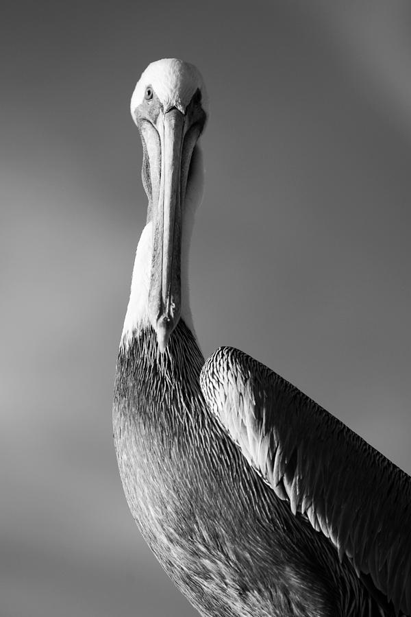 Pelican in OB Photograph by Nicole Swanger - Fine Art America