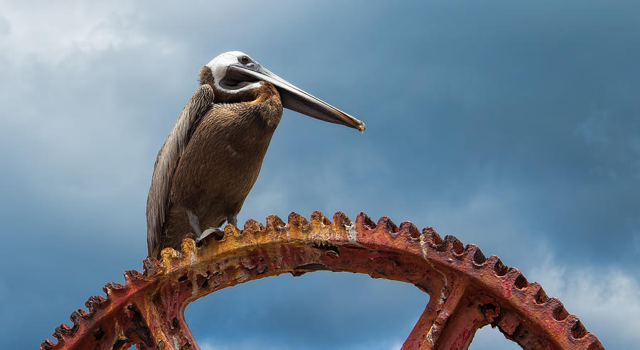 Pelican in St. Croix Photograph by Craig Bowman