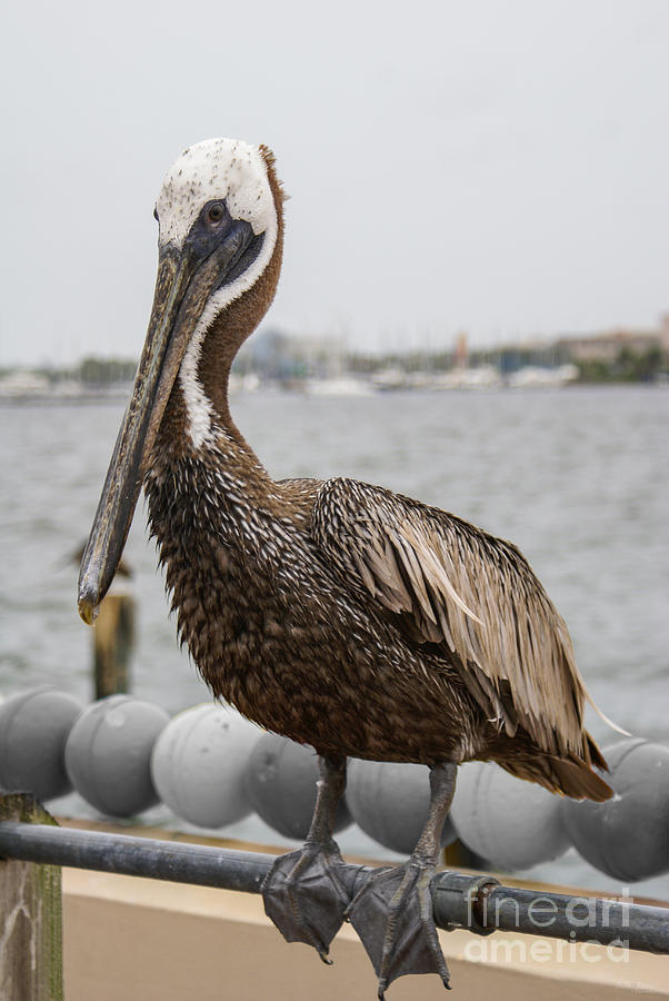 Pelican in St Petersburg Photograph by Jennifer White