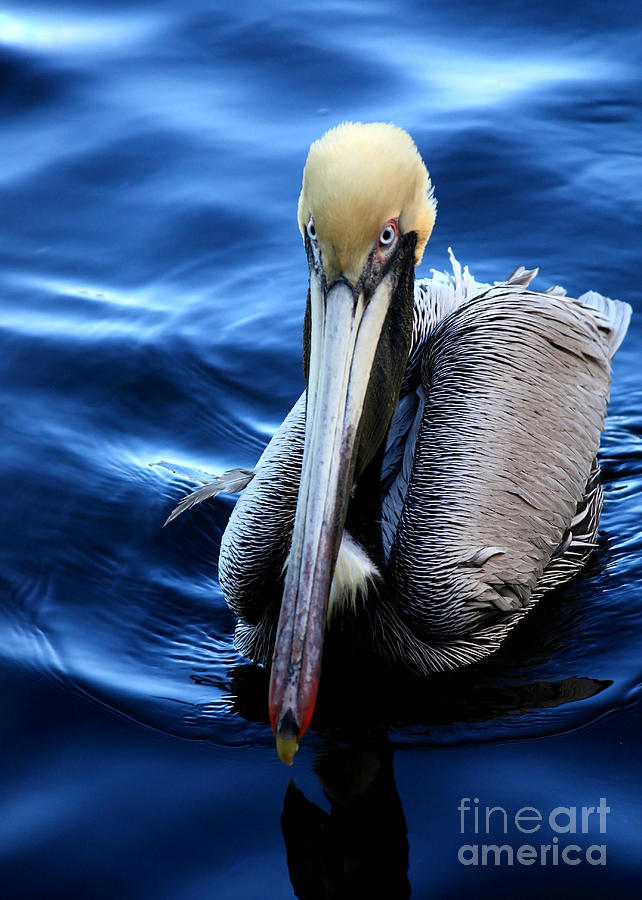 Pelican in the Bay Photograph by Carol Groenen