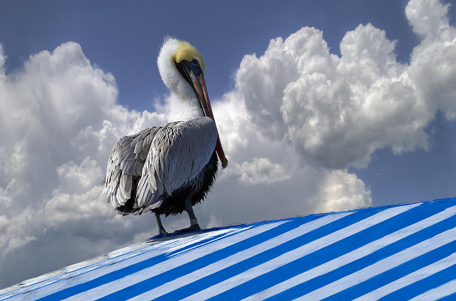 Pelican in the Clouds Photograph by Debra and Dave Vanderlaan