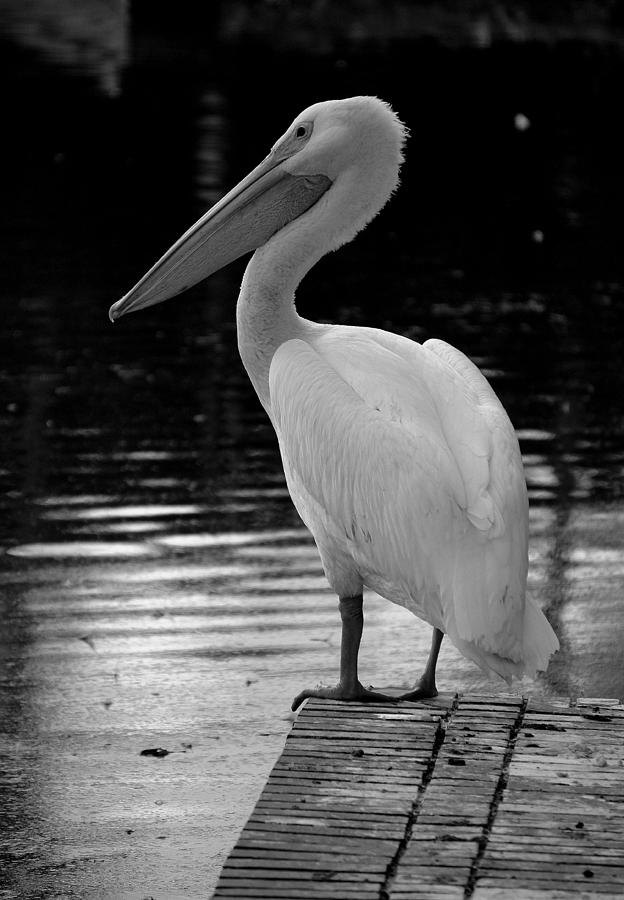 Pelican Photograph - Pelican in the Dark by Laurie Perry