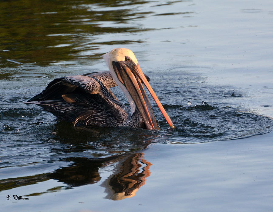 Pelican in the Pond Photograph by Dan Williams