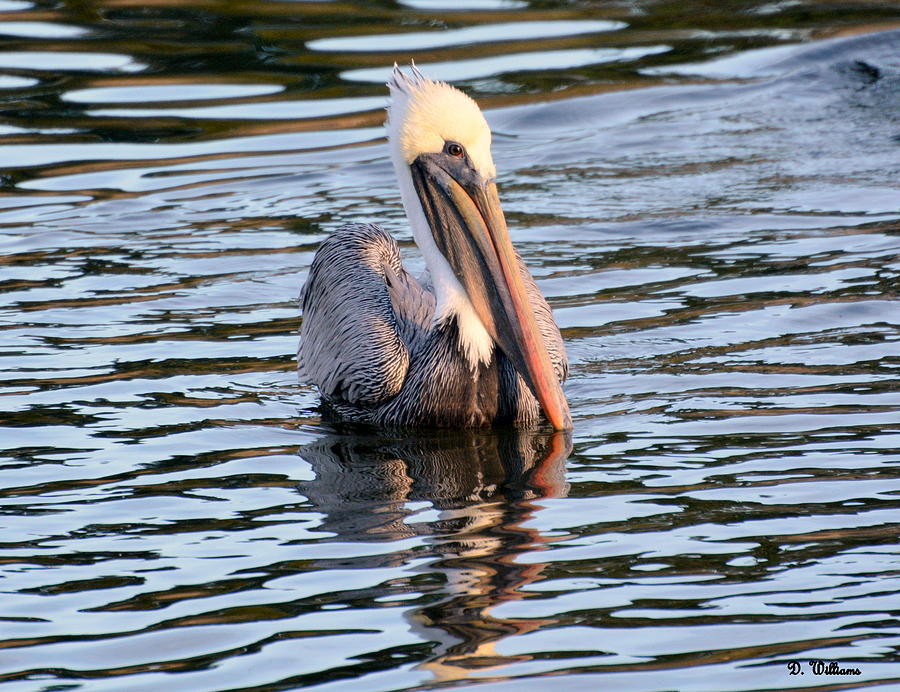 Pelican in the Water Photograph by Dan Williams