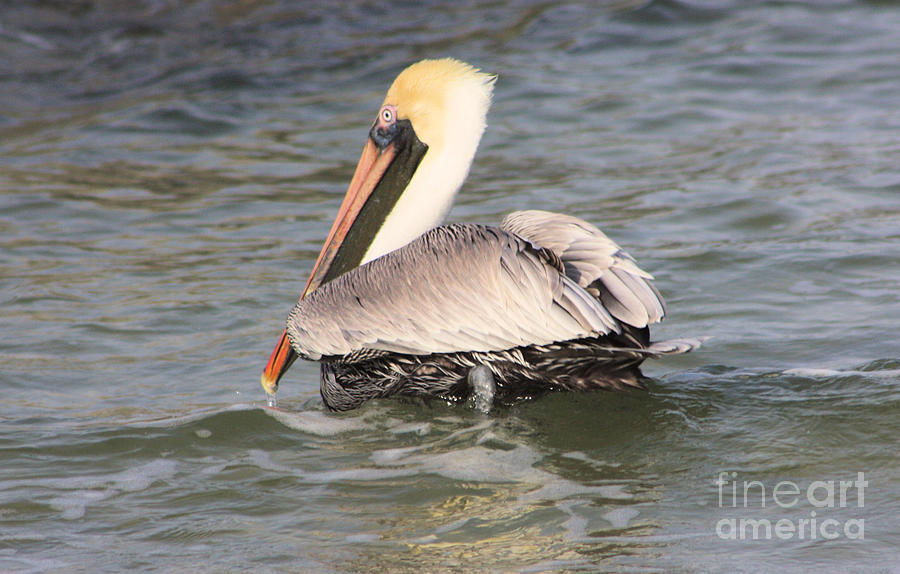 Pelican in the Water Photograph by Nick Gustafson