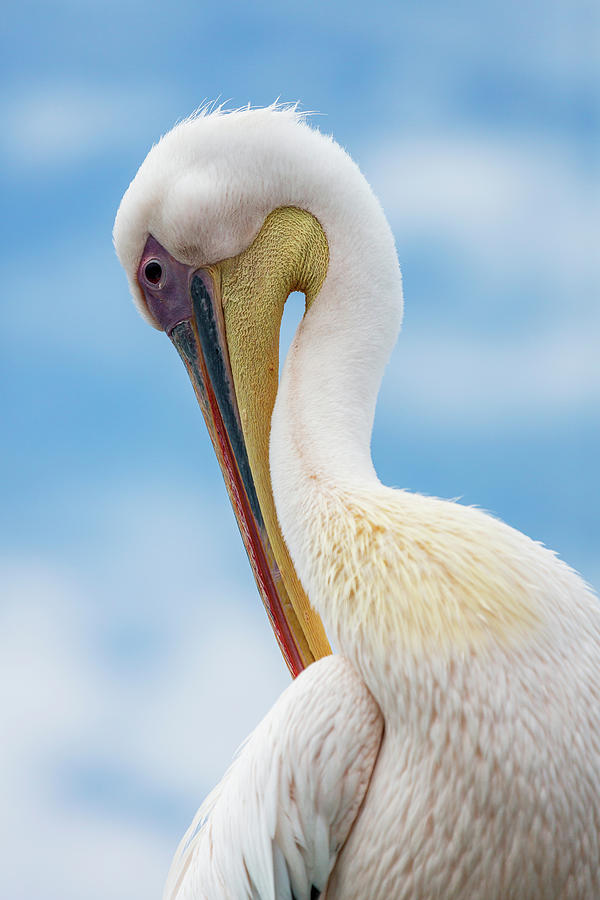 Animal Photograph - Pelican In Walvis Bay, Namibia, Iceland by Animal Images