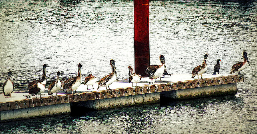 Pelican Island Photograph by Melanie Lankford Photography