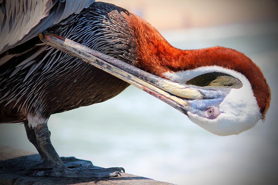 Pelican Photograph - Pelican Itch by Cynthia Guinn