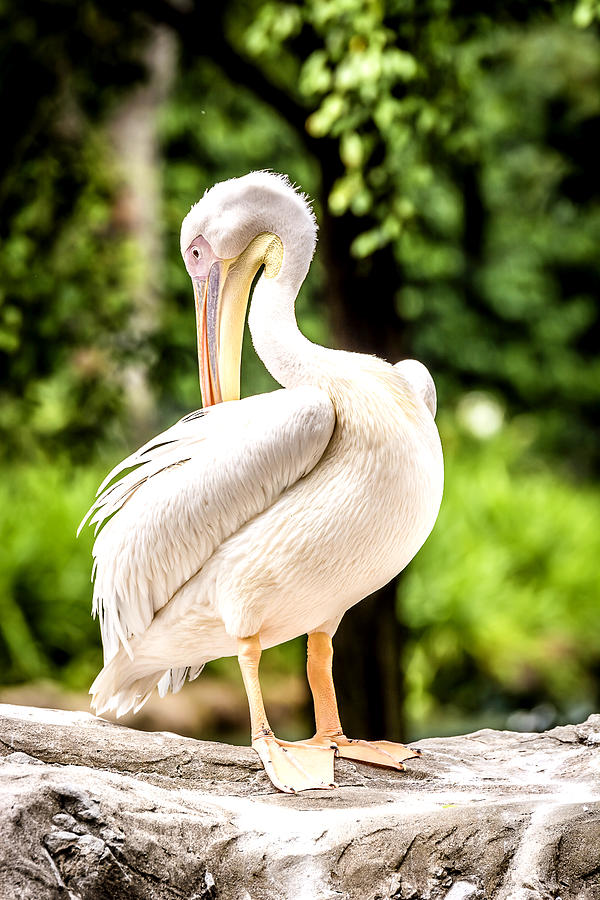 Nature Photograph - Pelican by Jijo George