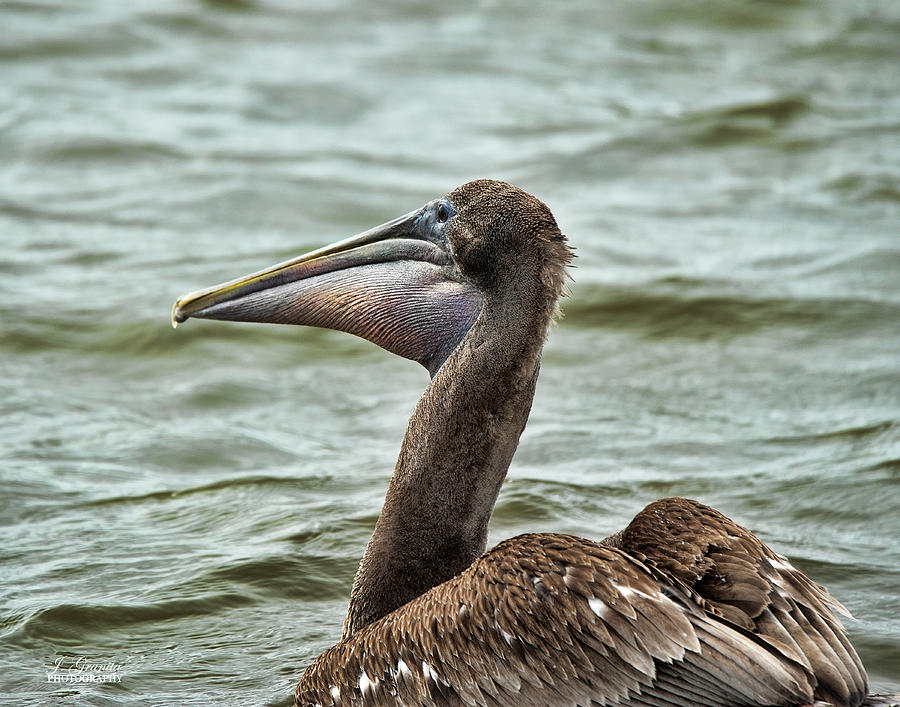 Pelican Photograph - Pelican by Joe Granita