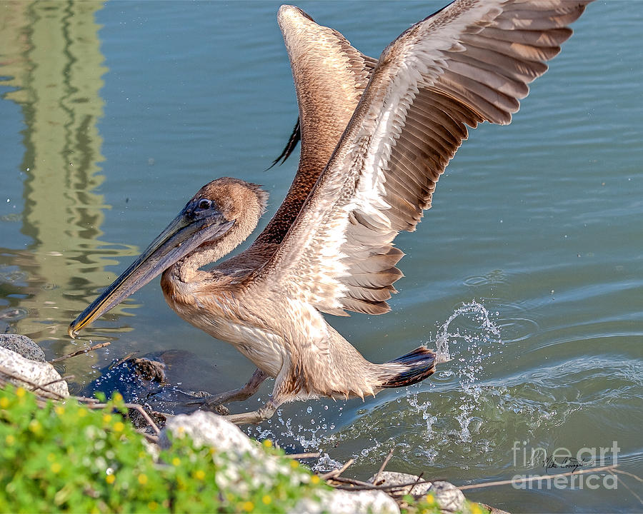Pelican Jump Photograph by Mike Covington