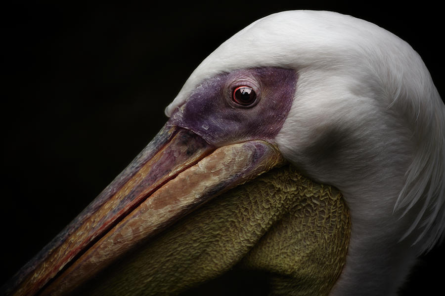 Pelican Photograph by Kaneko Ryo