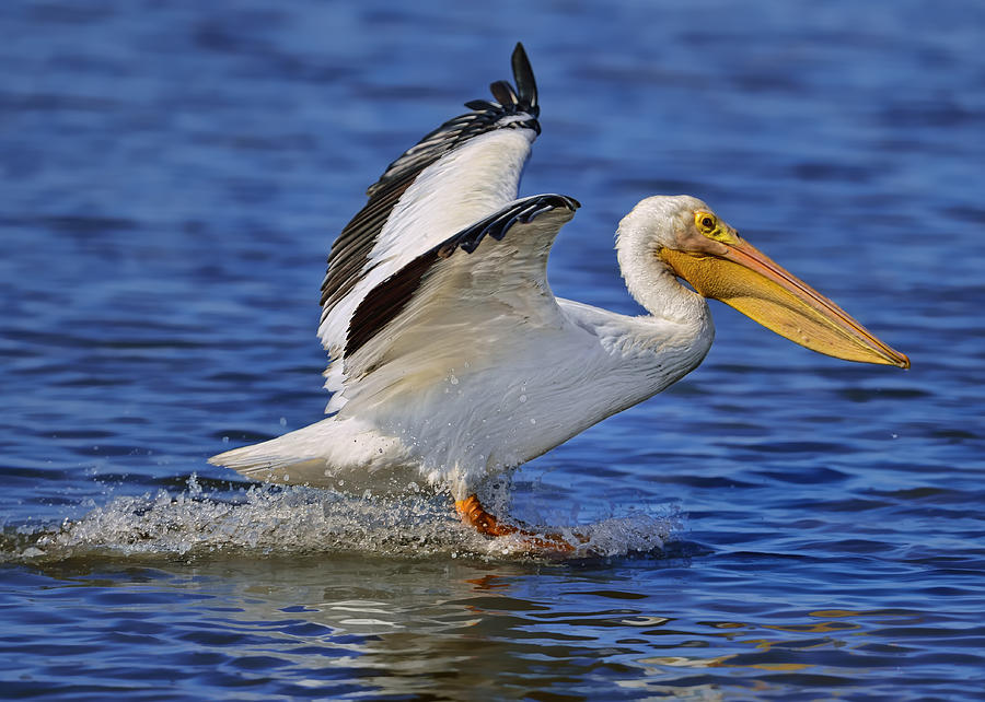 Pelican Landing Photograph by Bill Dodsworth