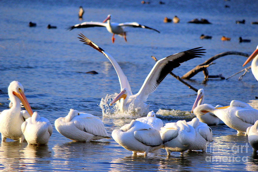 Pelican Landing Photograph by Kathy  White