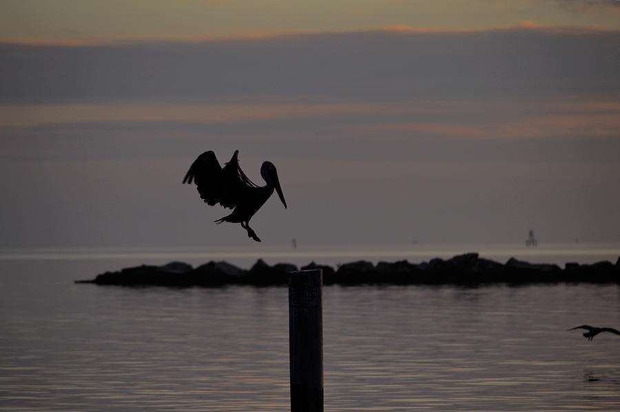 Pelican Landing Photograph by Leticia Latocki