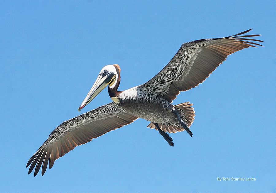 Pelican Landing On  Pier Photograph by Tom Janca