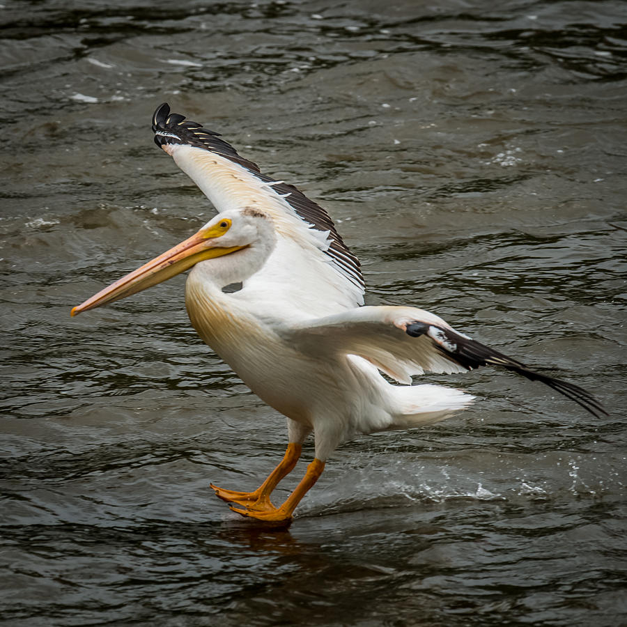 Pelican Landing Photograph by Paul Freidlund