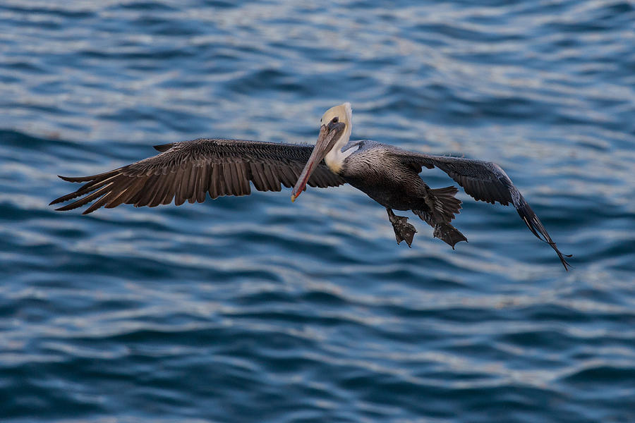 Pelican Landing Photograph by Sonny Marcyan