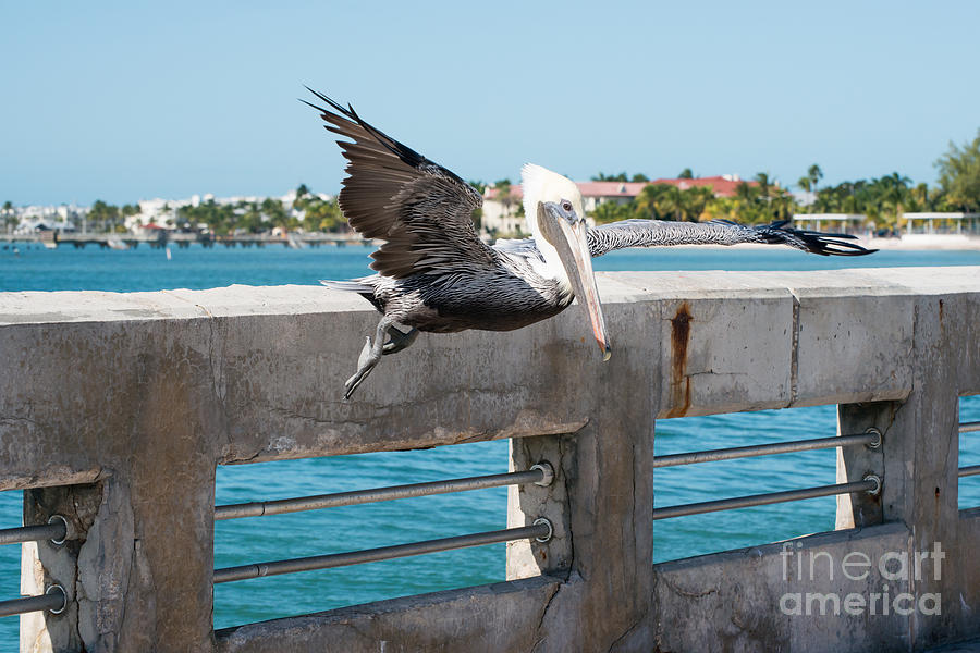 Bird Photograph - Pelican Landing White Street Pier Key West by Ian Monk