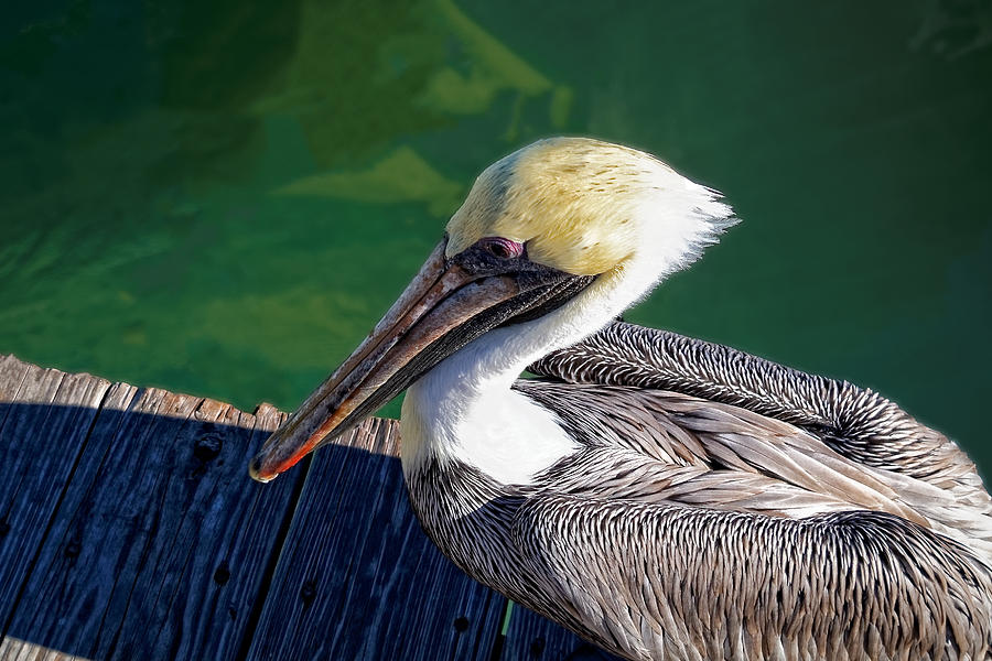 Pelican Photograph by Lars Lentz
