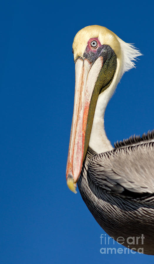 Pelican Photograph by Les Palenik