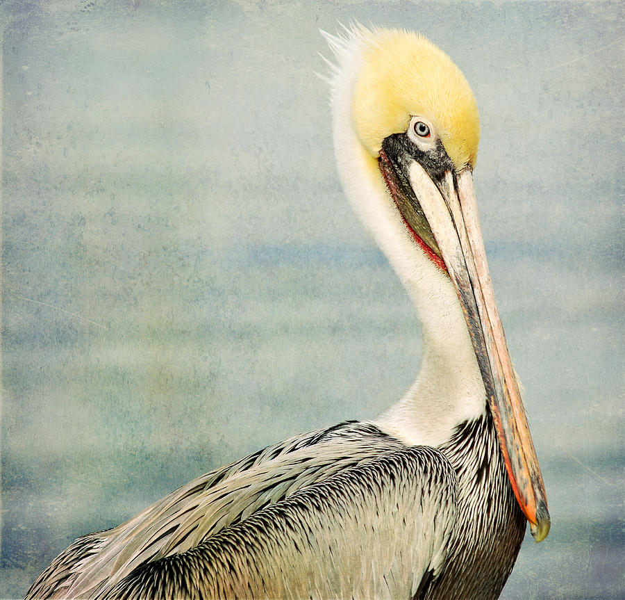 Pelican Lifestyle Photograph by Fraida Gutovich