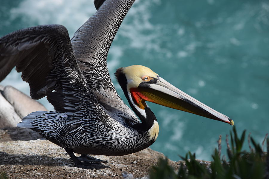 Pelican Lift Off Photograph by Eric Johansen