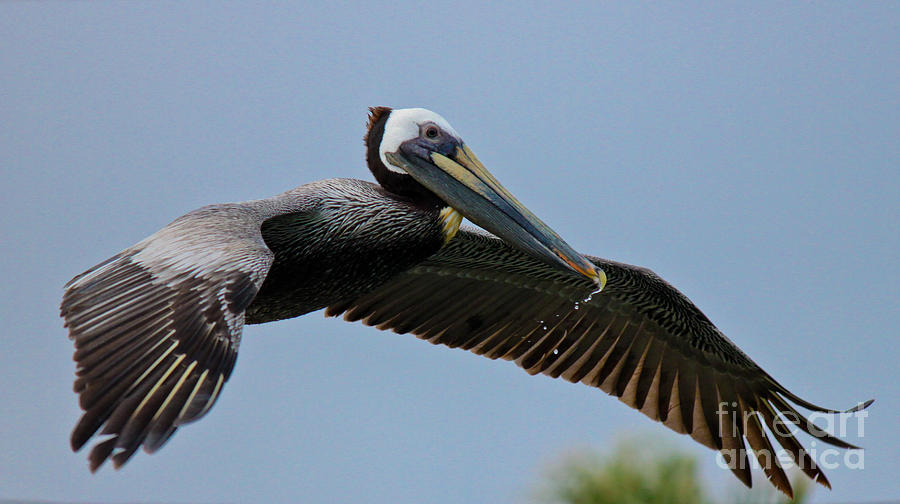 Pelican Photograph - Pelican Liftoff by Diana Black