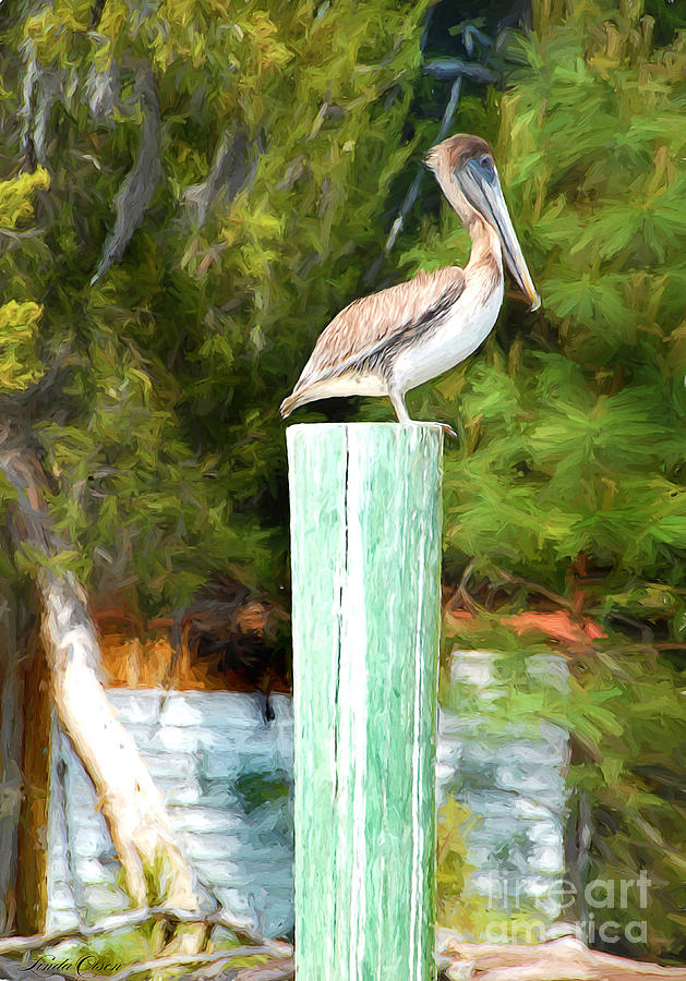 Pelican Digital Art by Linda Olsen