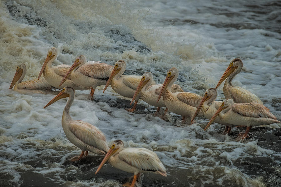 Pelican Lineup Photograph by Paul Freidlund