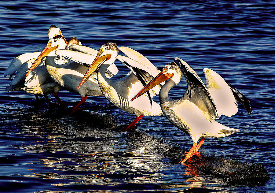Pelican Logrolling Photograph by Steven Reed