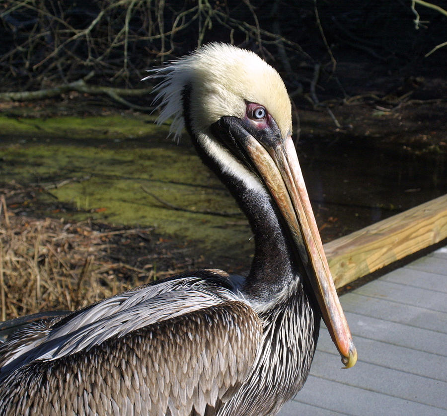 Pelican Look Photograph by Jean Wolfrum
